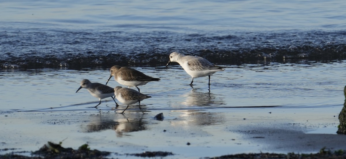 Txirri zuria - ML645038882