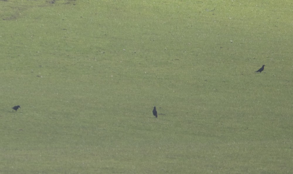 Forest Raven - ML645038892