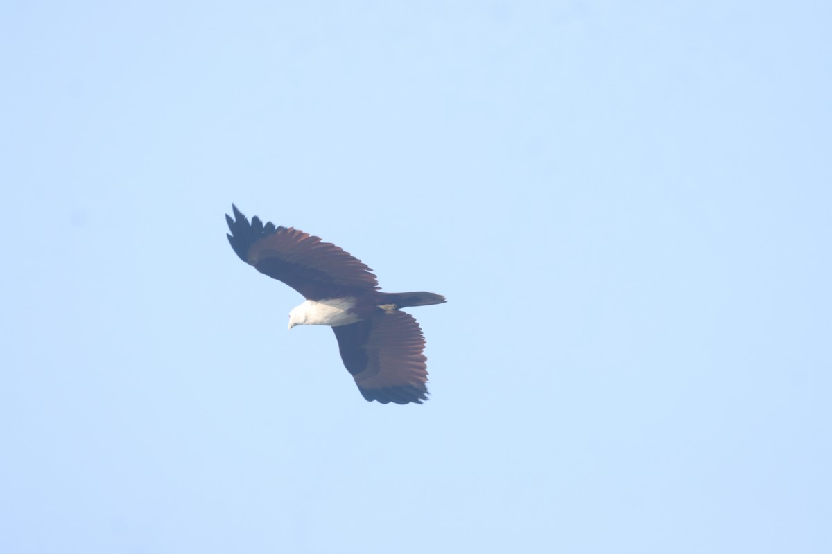 luňák bělohlavý - ML645038901