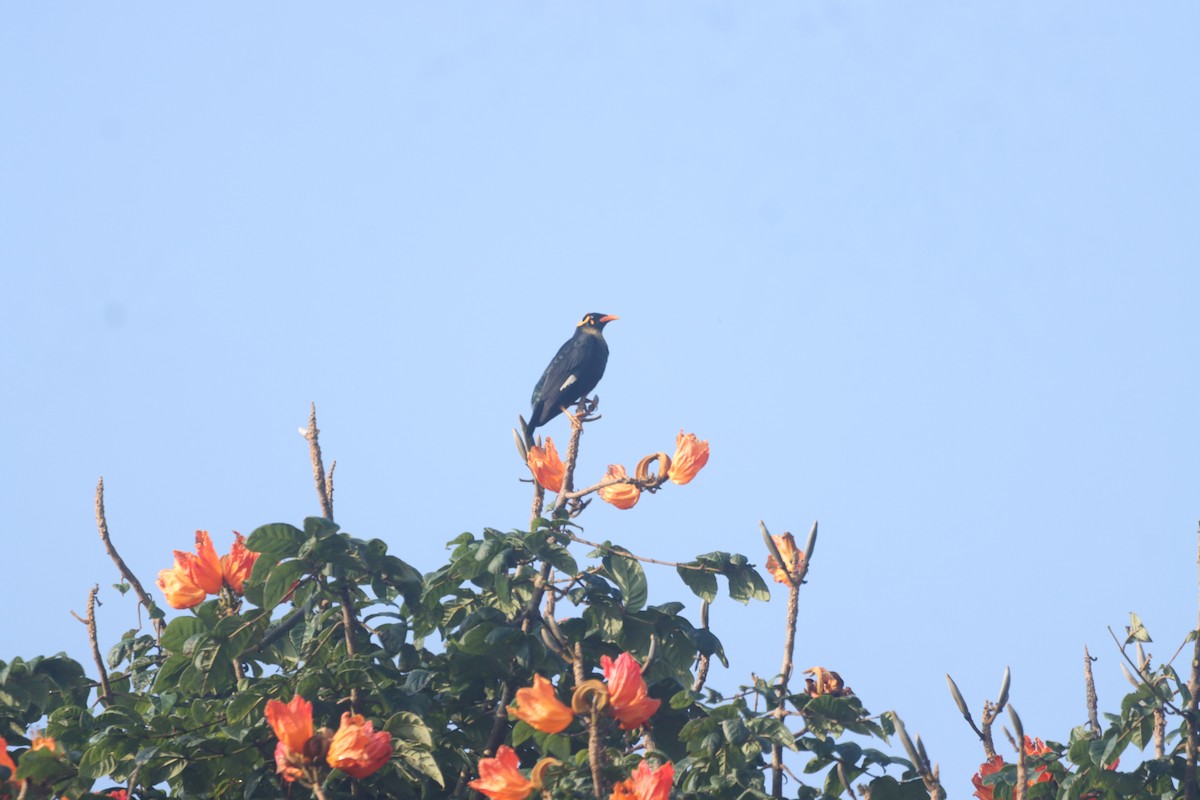 loskuták jižní - ML645038931