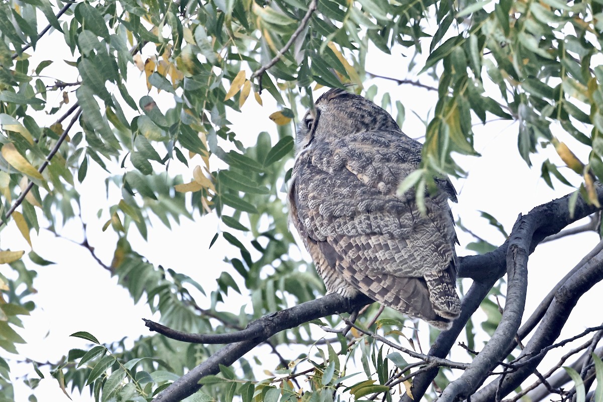 Great Horned Owl - ML645038946