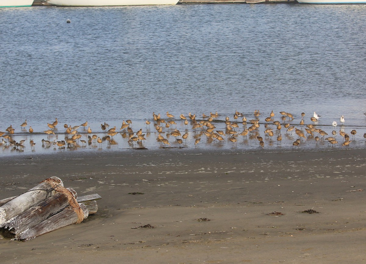 Marbled Godwit - ML645038958
