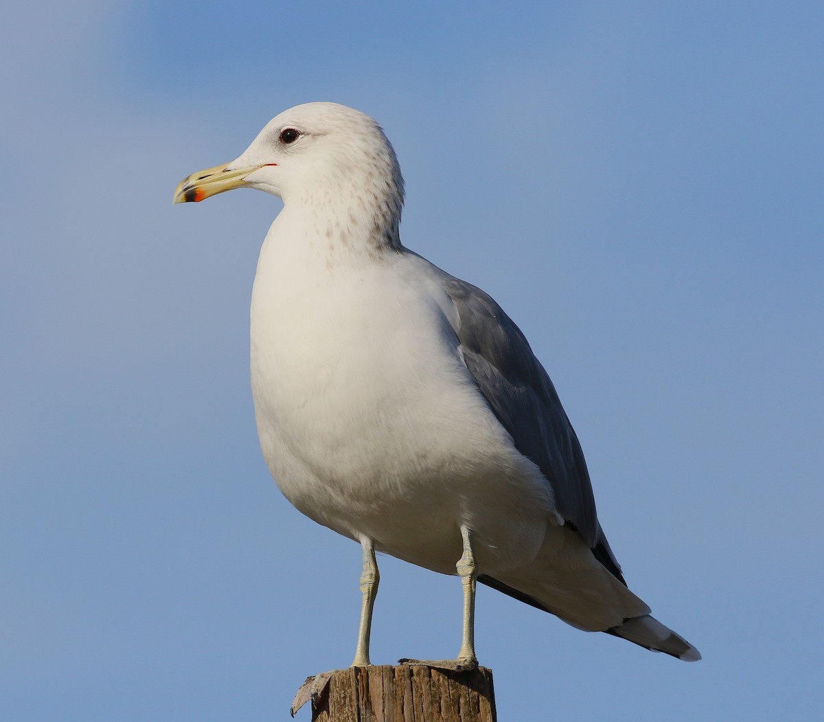 California Gull - ML645038978