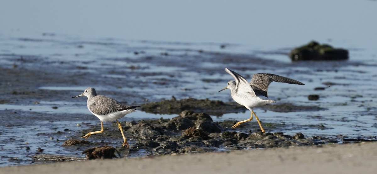 Kuliska hankahori handia - ML645038994