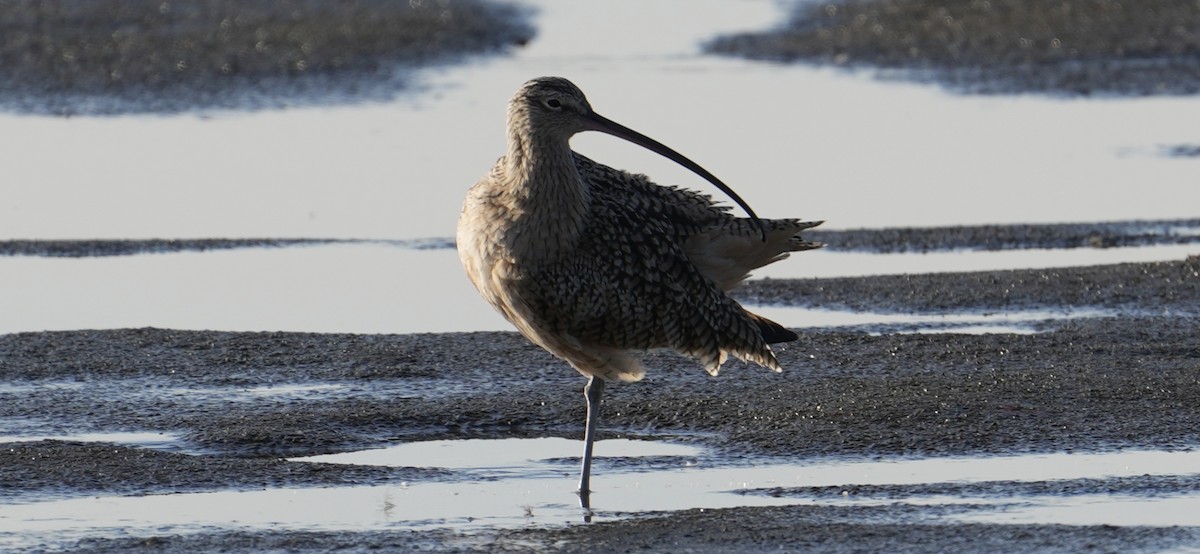 Kurlinta amerikarra - ML645038995