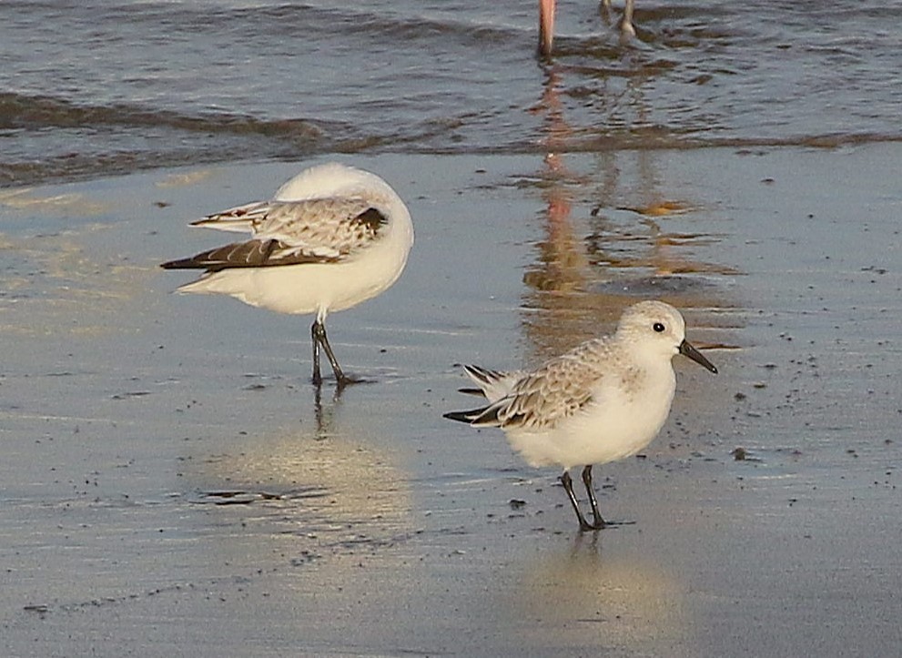 Txirri zuria - ML645038996