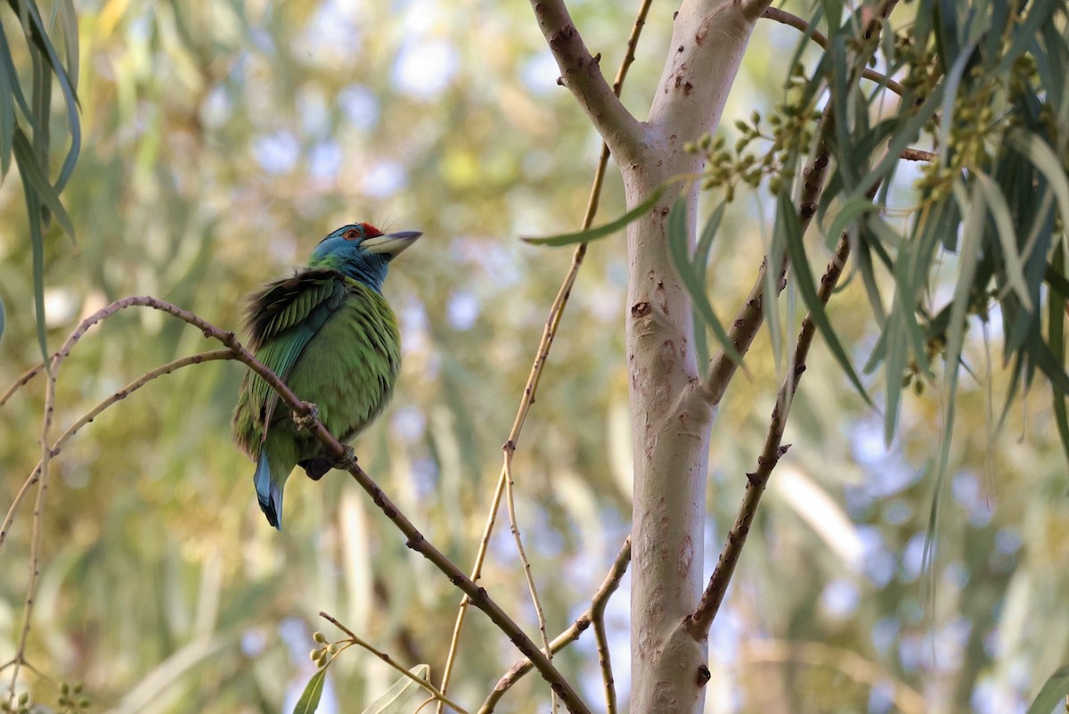 Blue-throated Barbet (Red-crowned) - ML645038999