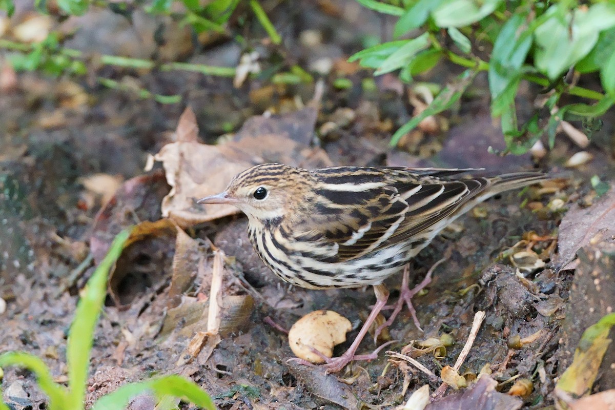 Petxorako txirta - ML645039003