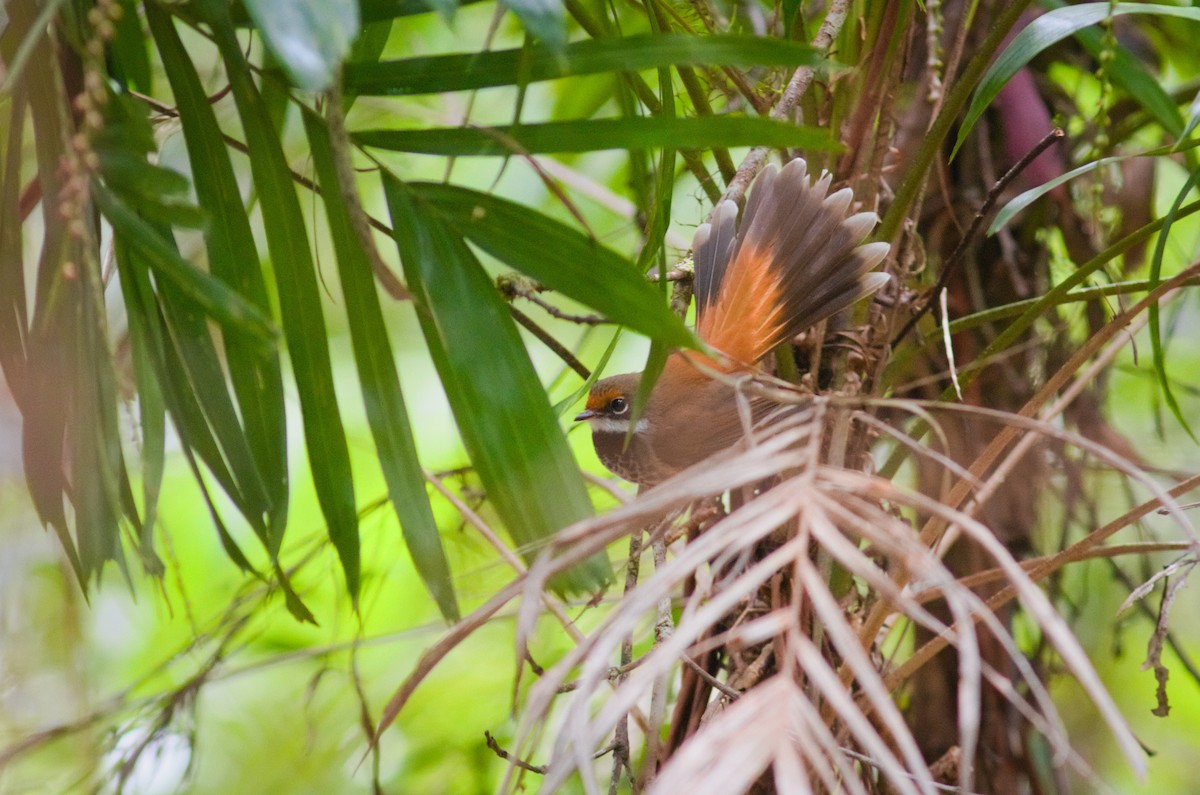 Australian Rufous Fantail - ML645039004
