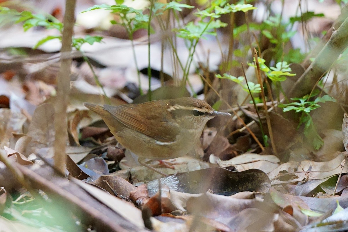 Asian Stubtail - ML645039007