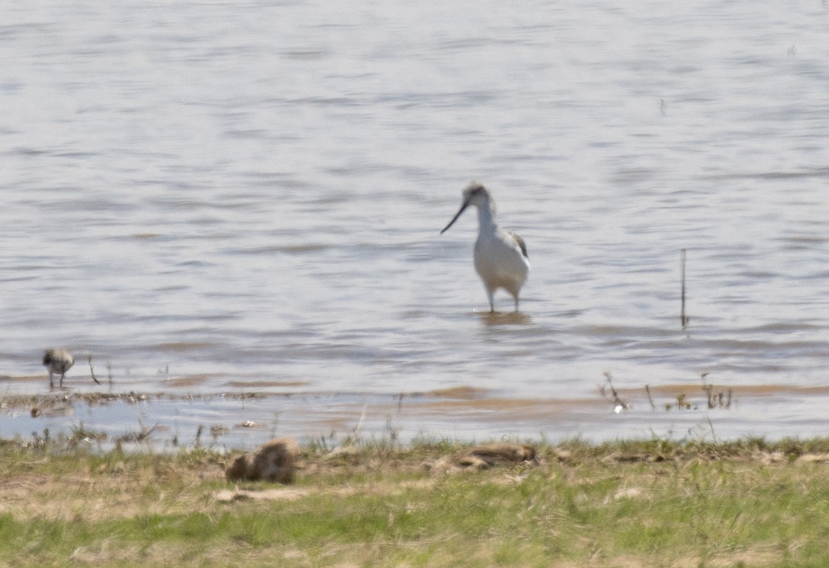 Kuliska zuria - ML645039012