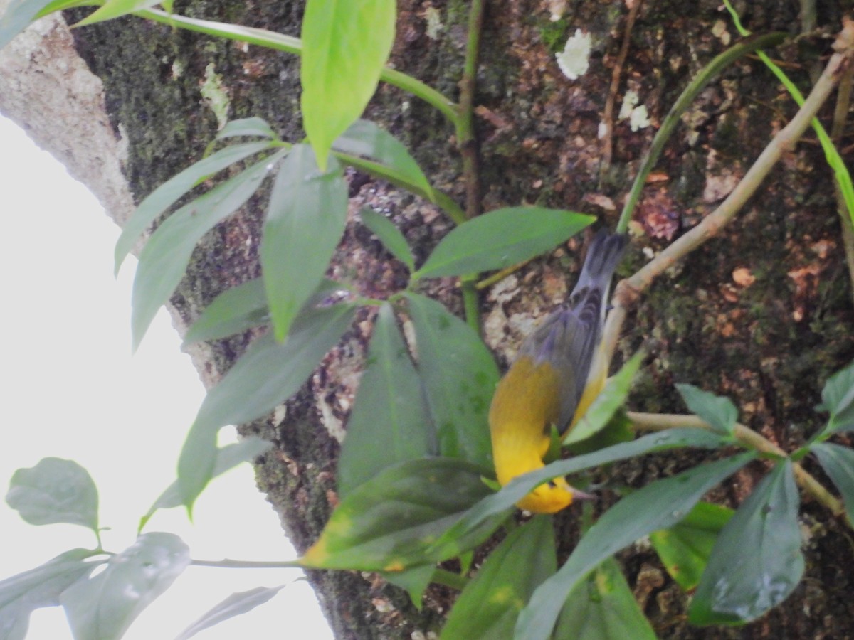 Prothonotary Warbler - ML645039013
