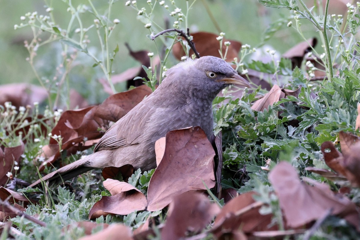 Oihan-kalapitaria - ML645039014