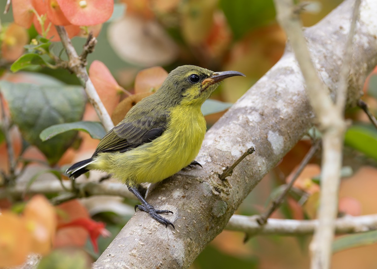 Ornate Sunbird (Ornate) - ML645039015
