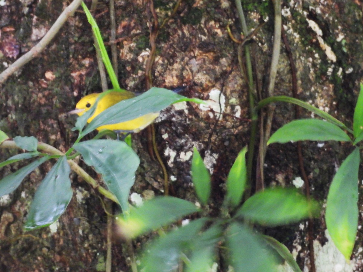 Prothonotary Warbler - ML645039016