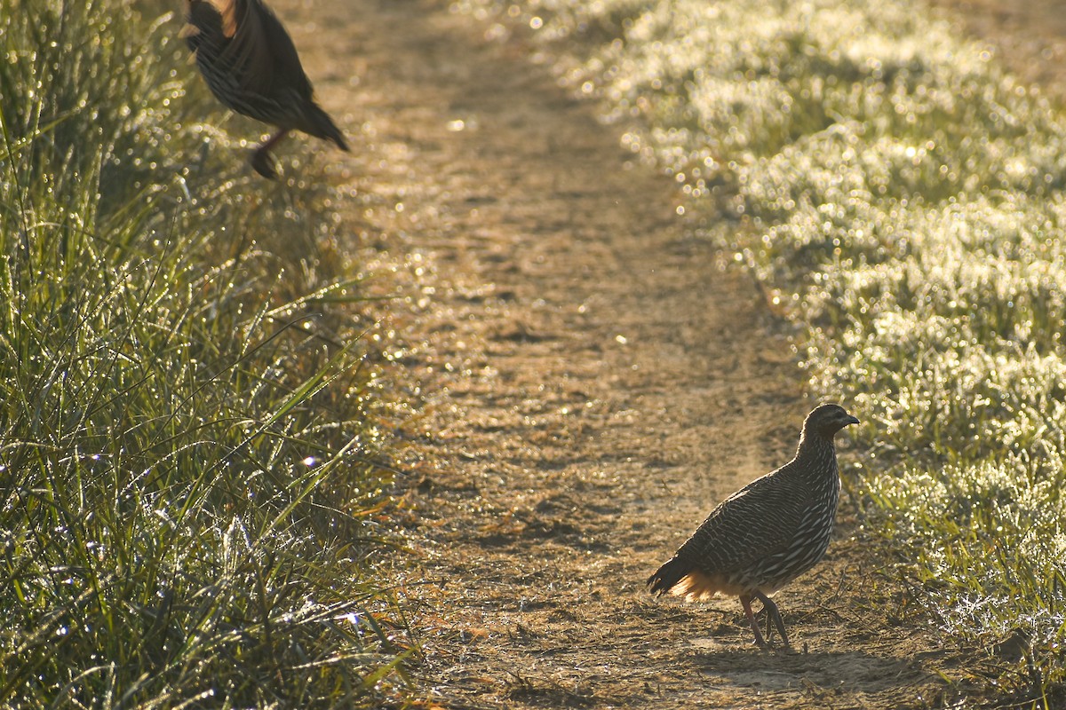 Swamp Francolin - ML645039018