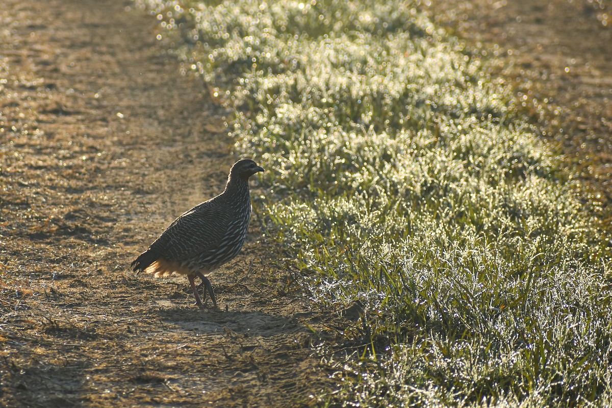 Swamp Francolin - ML645039019