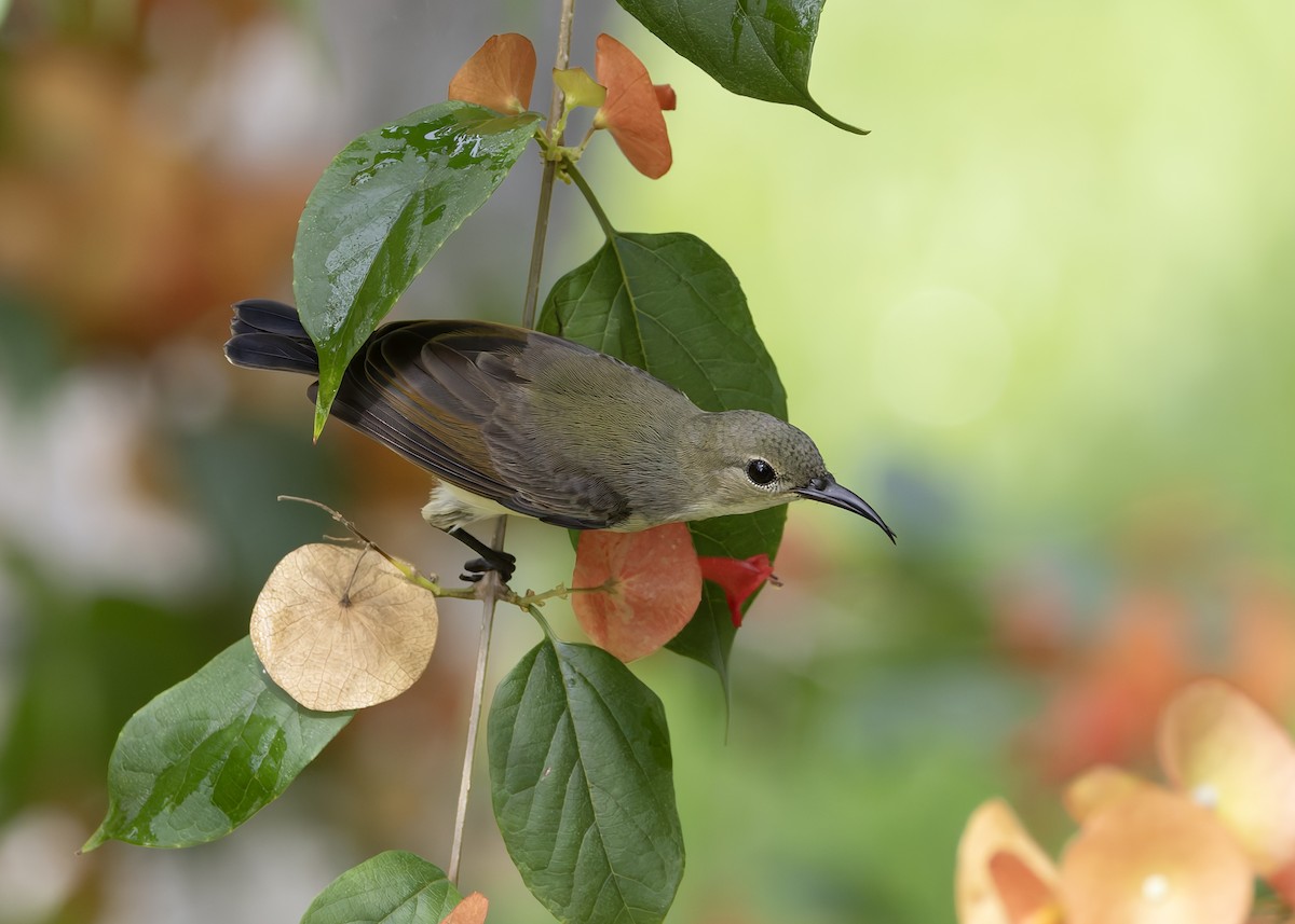 Van Hasselt's Sunbird - ML645039020