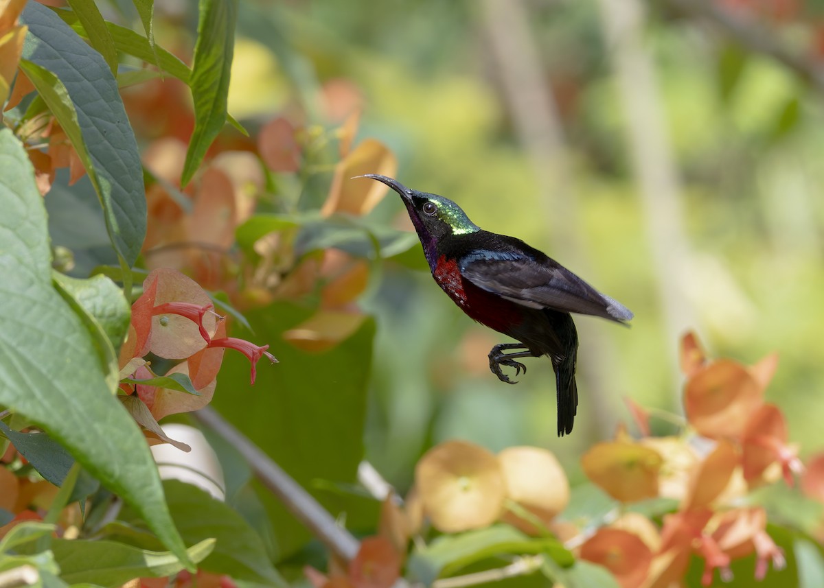 Van Hasselt's Sunbird - ML645039021