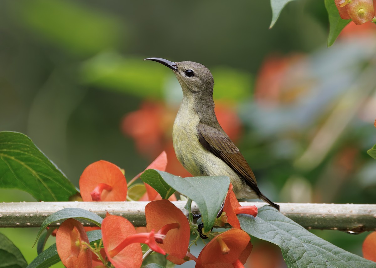 Van Hasselt's Sunbird - ML645039022