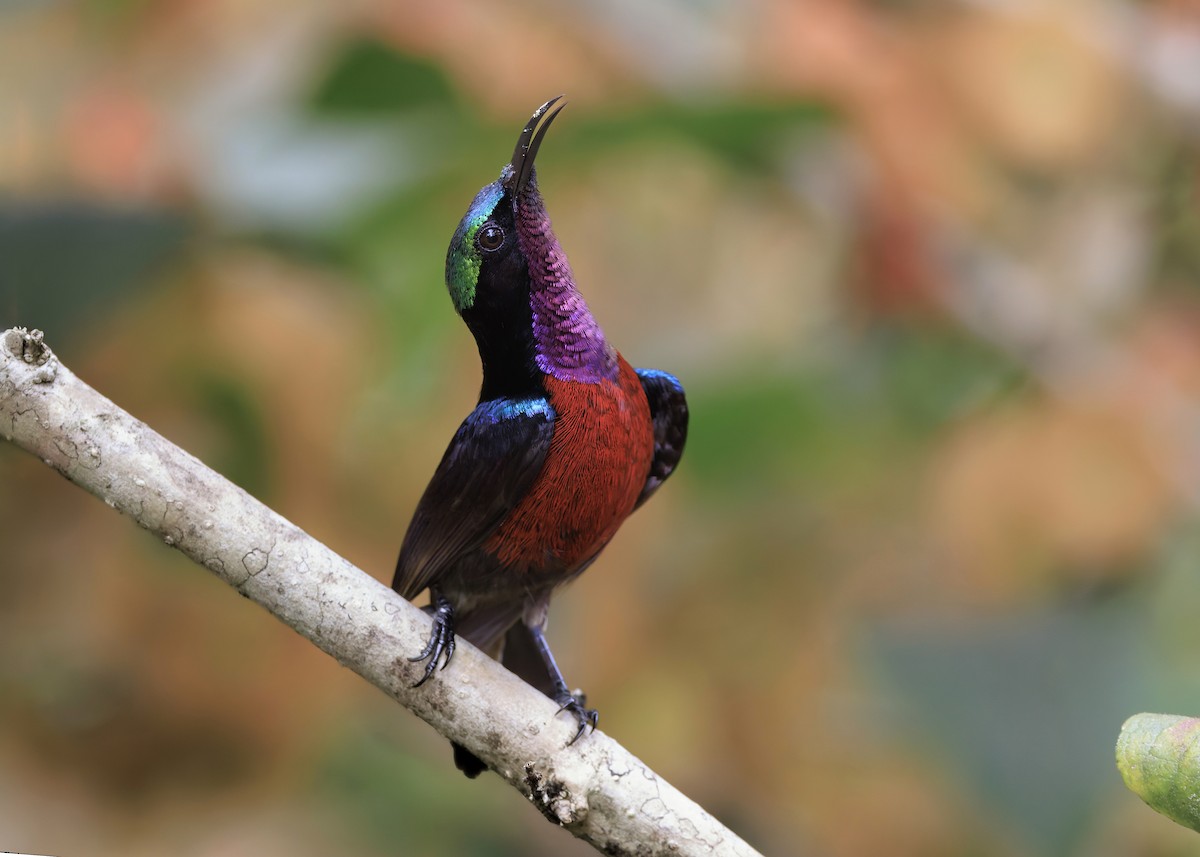 Van Hasselt's Sunbird - ML645039023