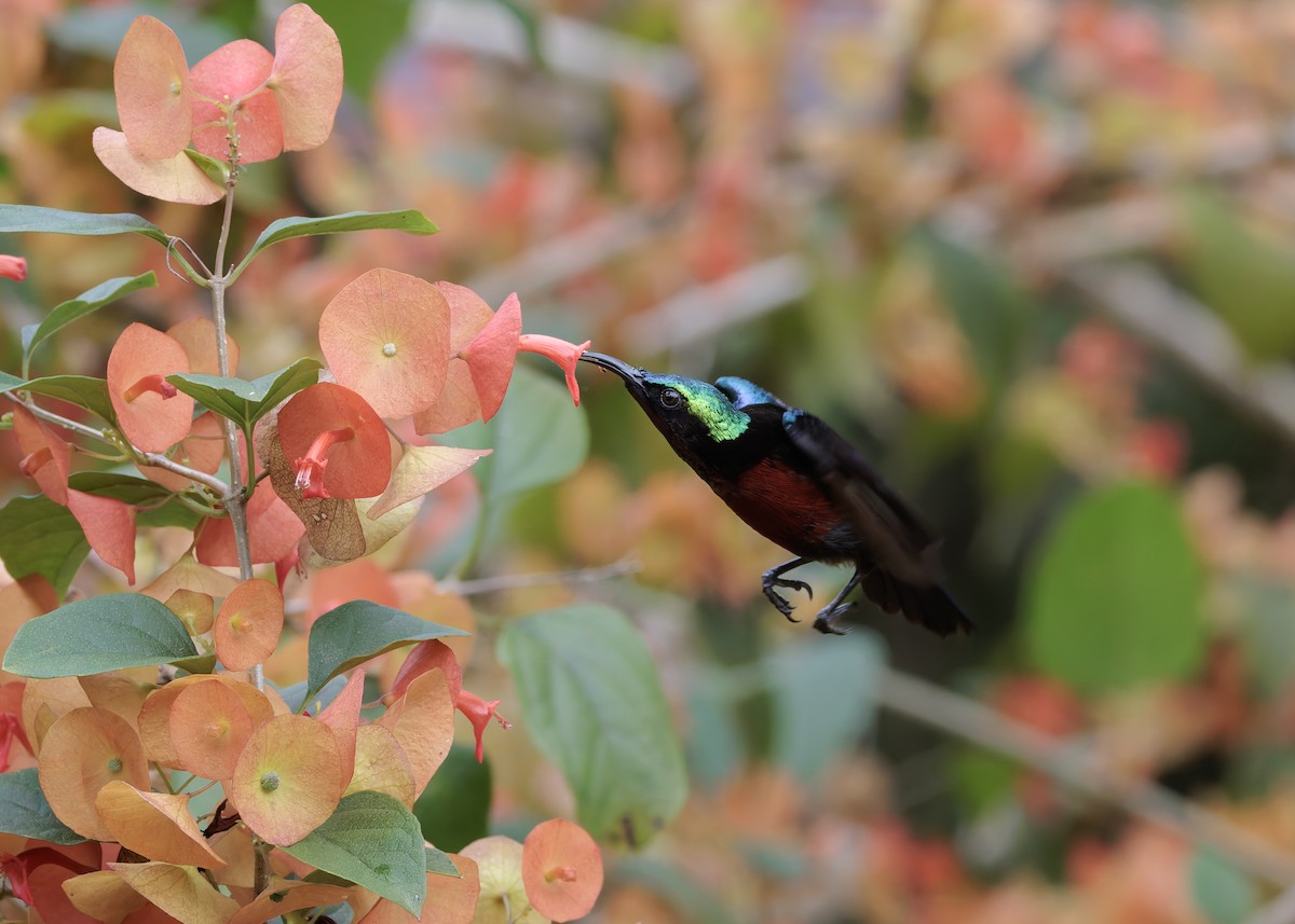 Van Hasselt's Sunbird - ML645039024