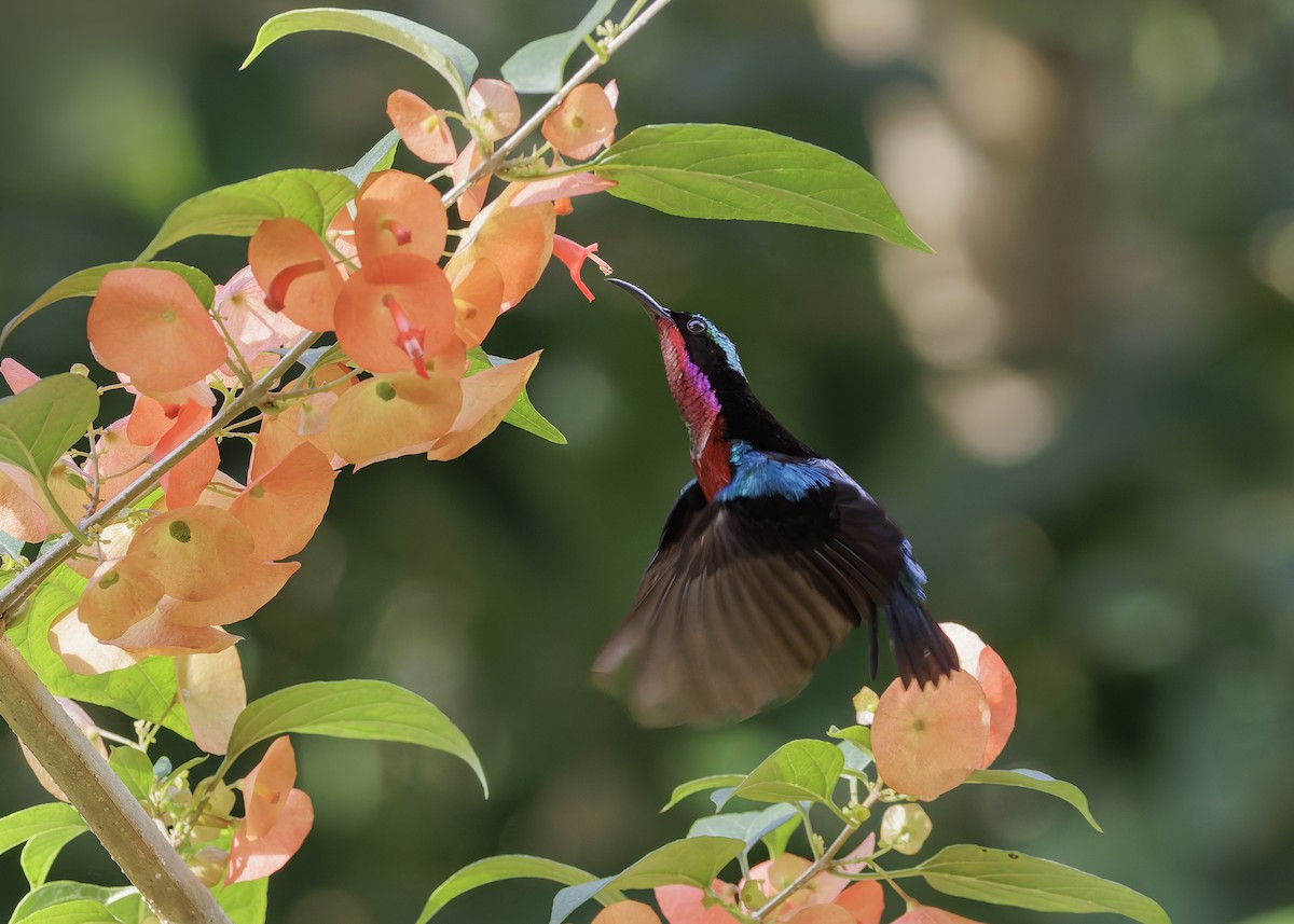 Van Hasselt's Sunbird - ML645039025