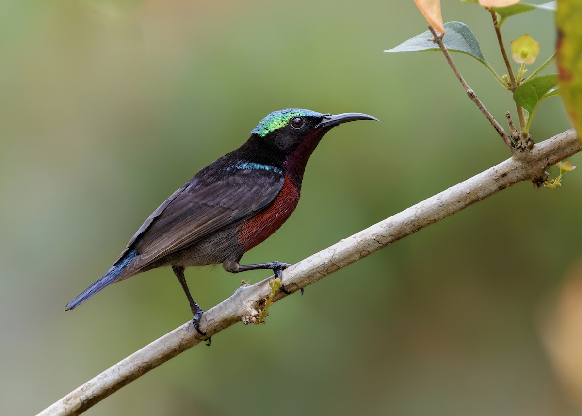 Van Hasselt's Sunbird - ML645039026