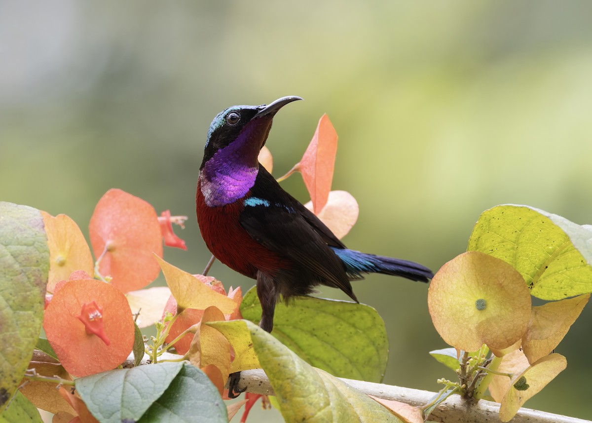 Van Hasselt's Sunbird - ML645039027