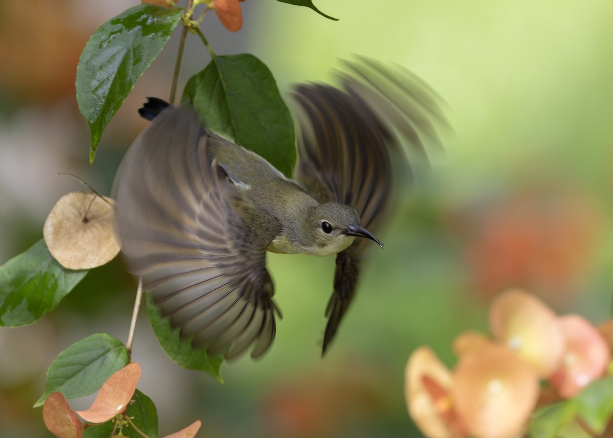 Van Hasselt's Sunbird - ML645039028