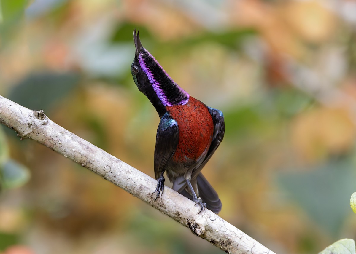 Van Hasselt's Sunbird - ML645039030