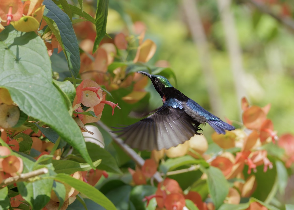 Van Hasselt's Sunbird - ML645039031