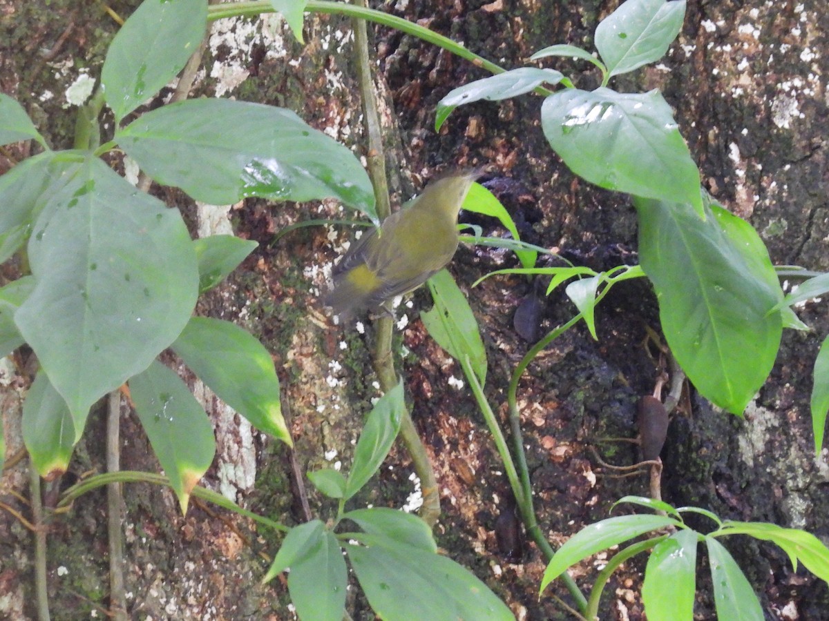 Tennessee Warbler - ML645039038