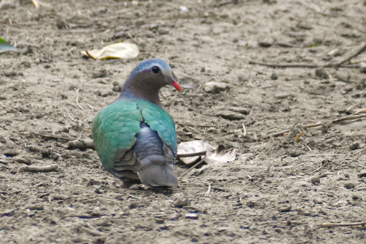 Asian Emerald Dove - ML645039039