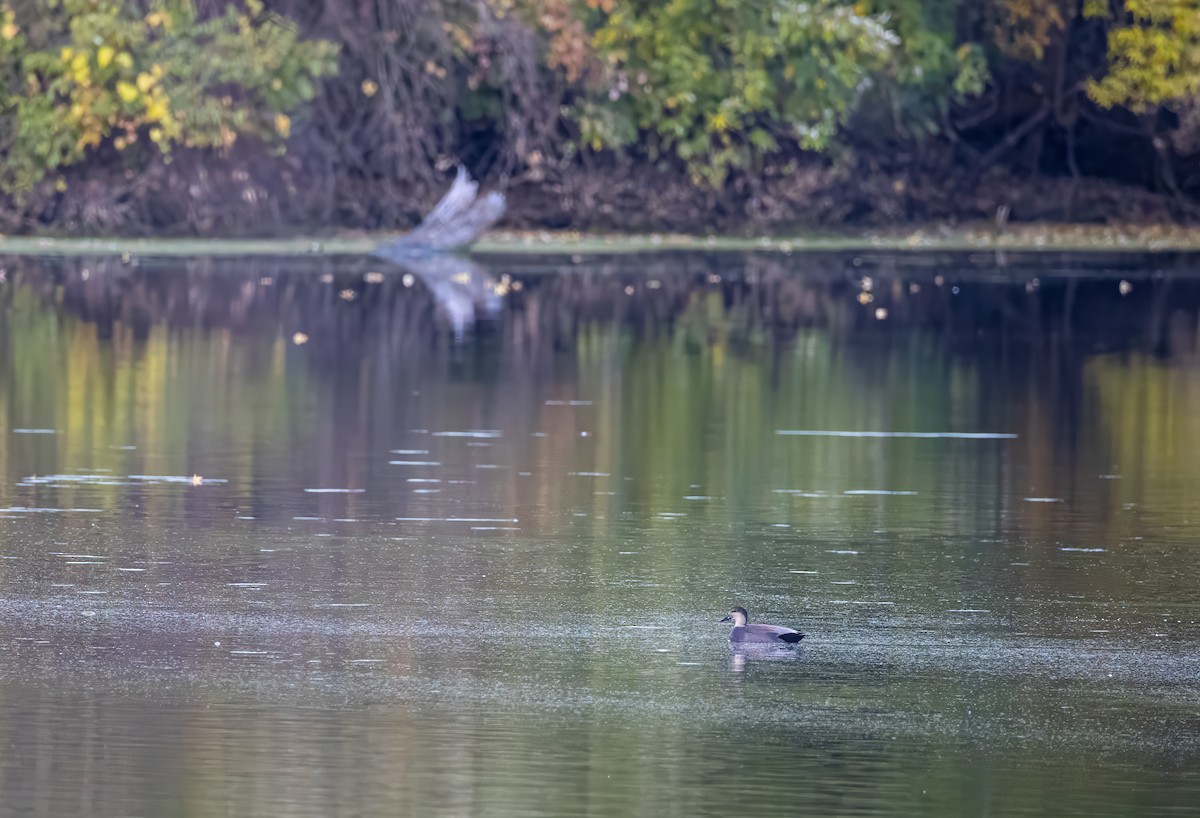赤膀鴨 - ML645039046