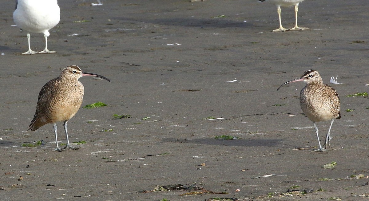 Hudsonian Whimbrel - ML645039049