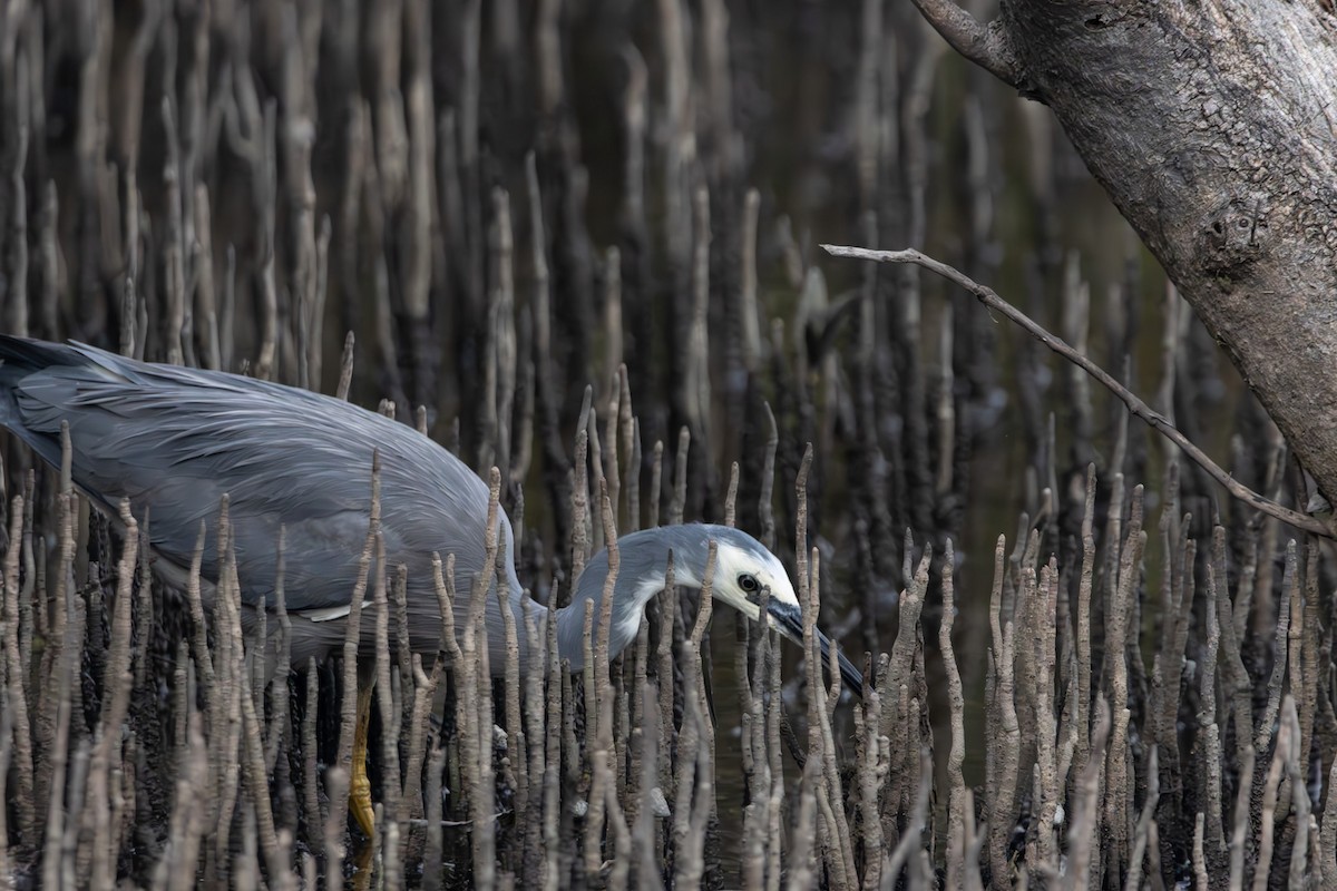 White-faced Heron - ML645039062