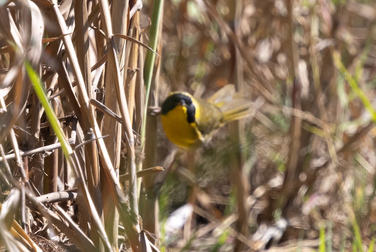 Belding's Yellowthroat - ML645039063