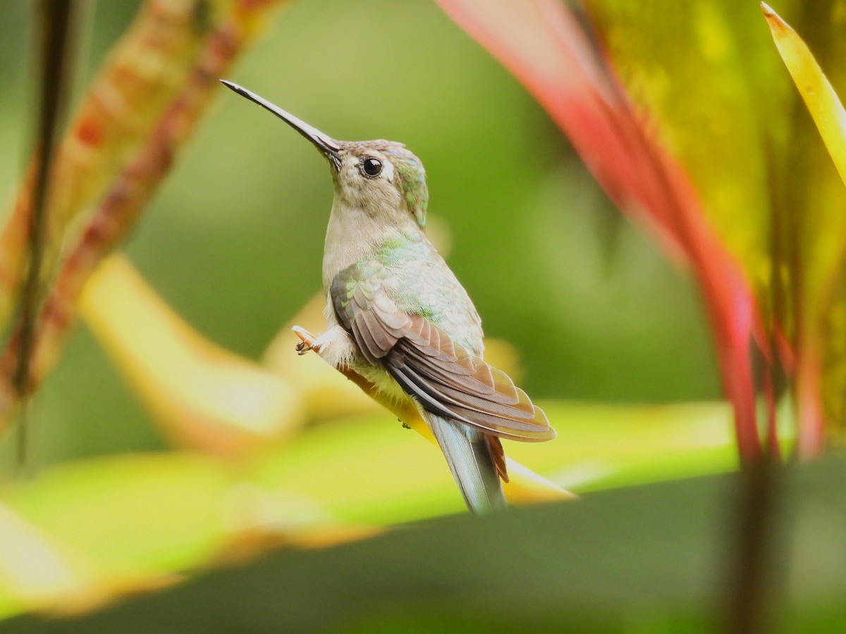 Колібрі-шаблекрил юкатанський - ML645039065