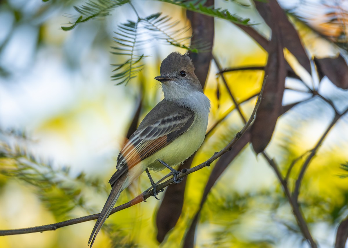 Stolid Flycatcher - ML645039070