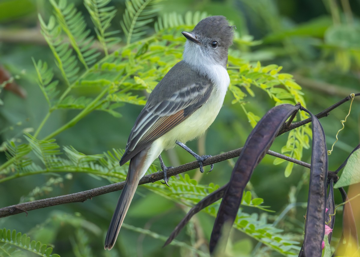 Stolid Flycatcher - ML645039071