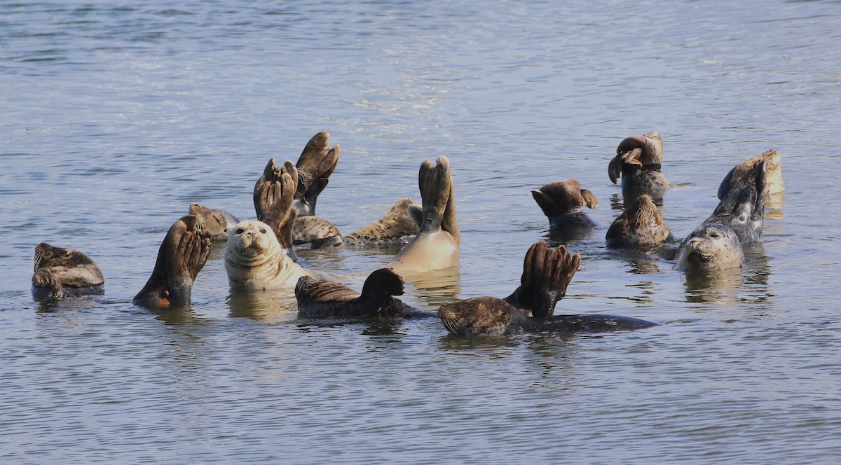 Animals - ML645039073