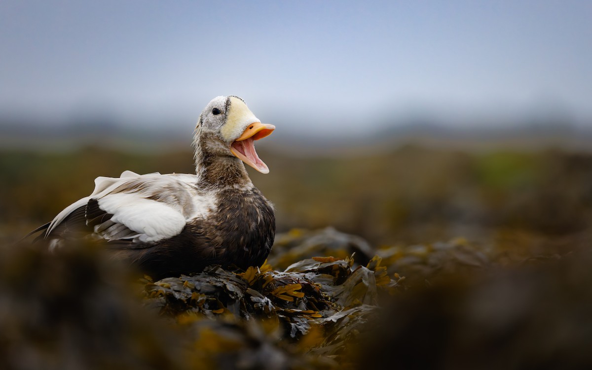 Spectacled Eider - ML645039074