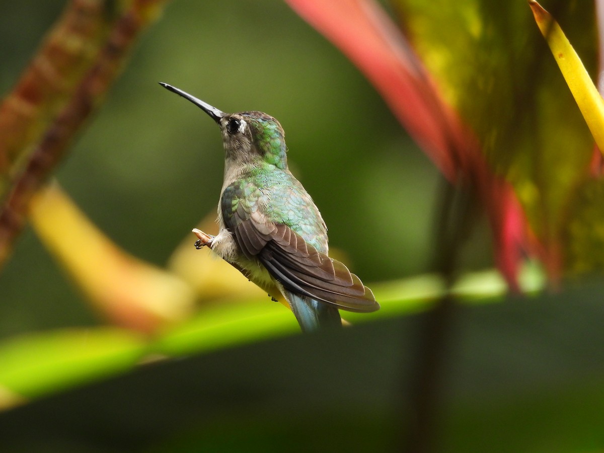 Колібрі-шаблекрил юкатанський - ML645039076