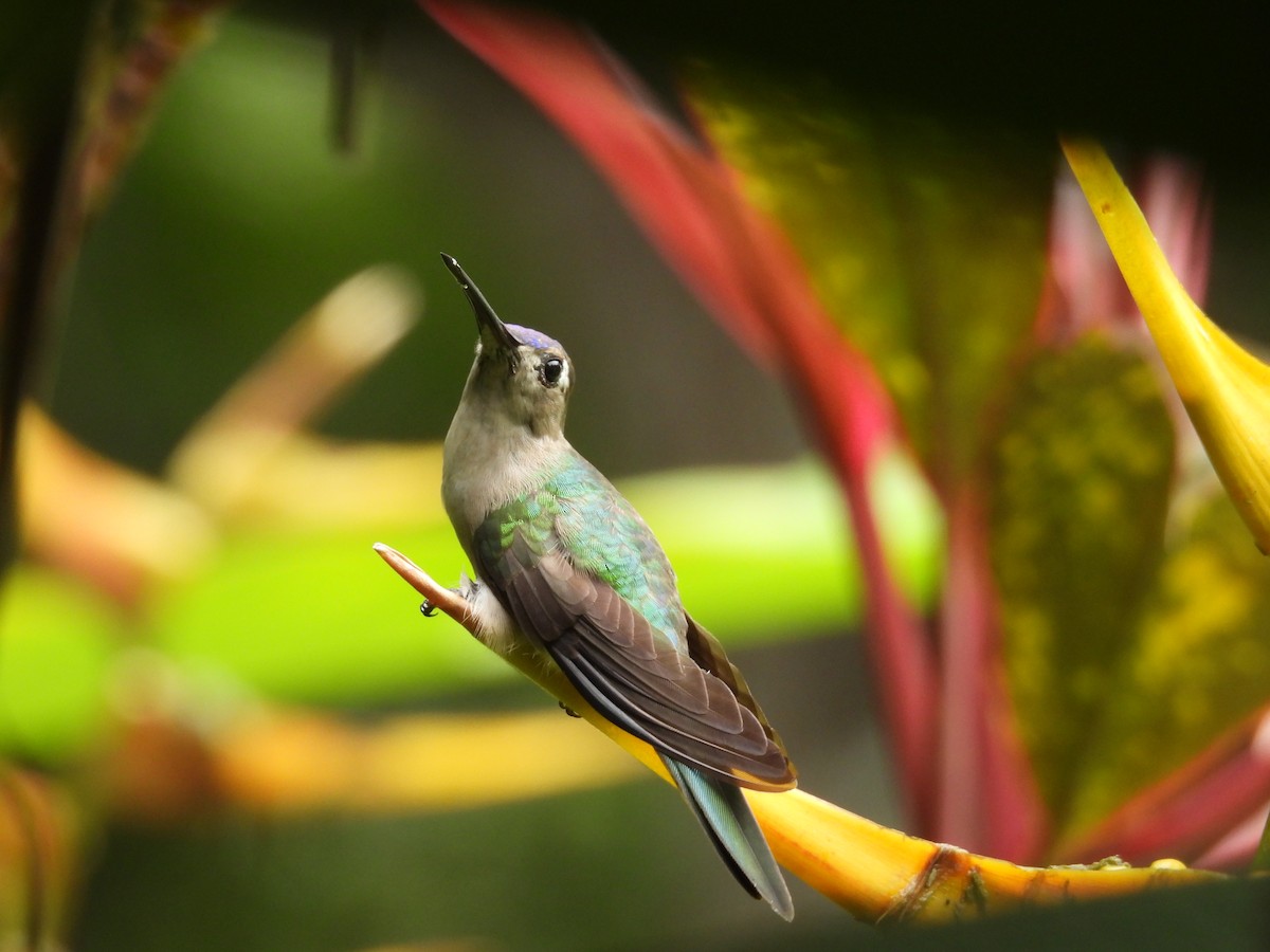 Колібрі-шаблекрил юкатанський - ML645039080