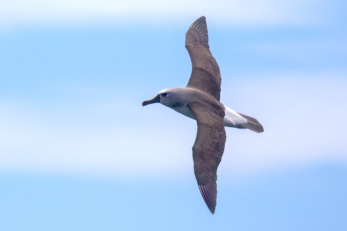 Atlantic Yellow-nosed Albatross - ML645039090