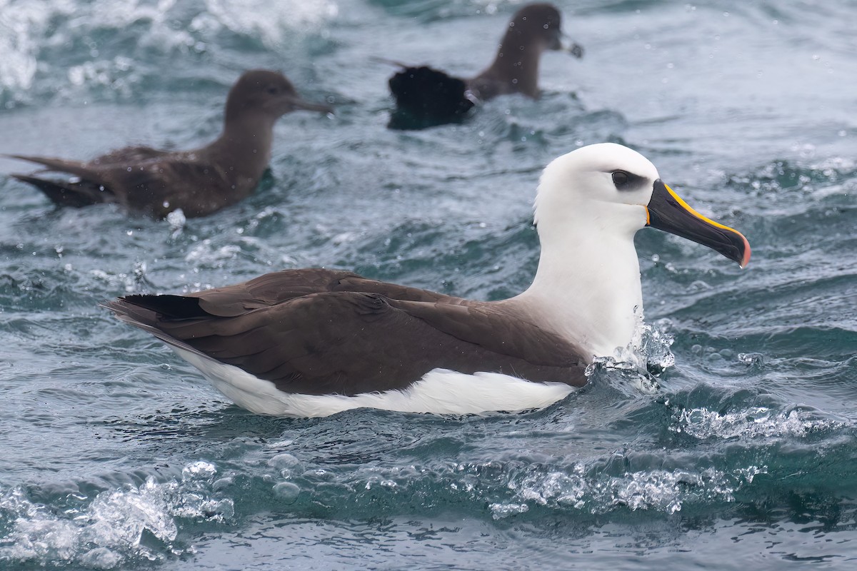Atlantic Yellow-nosed Albatross - ML645039091