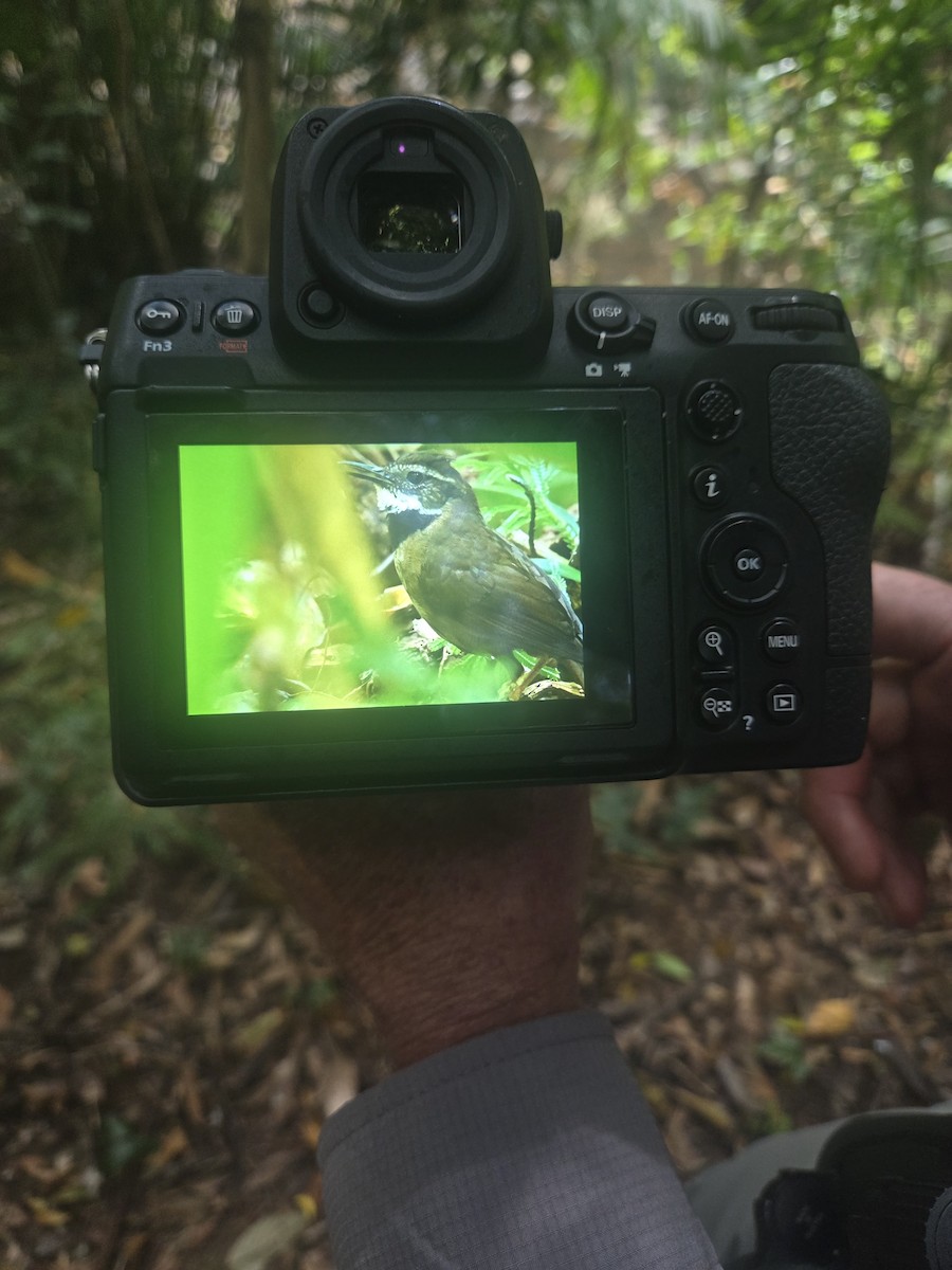 Fernwren - ML645039092