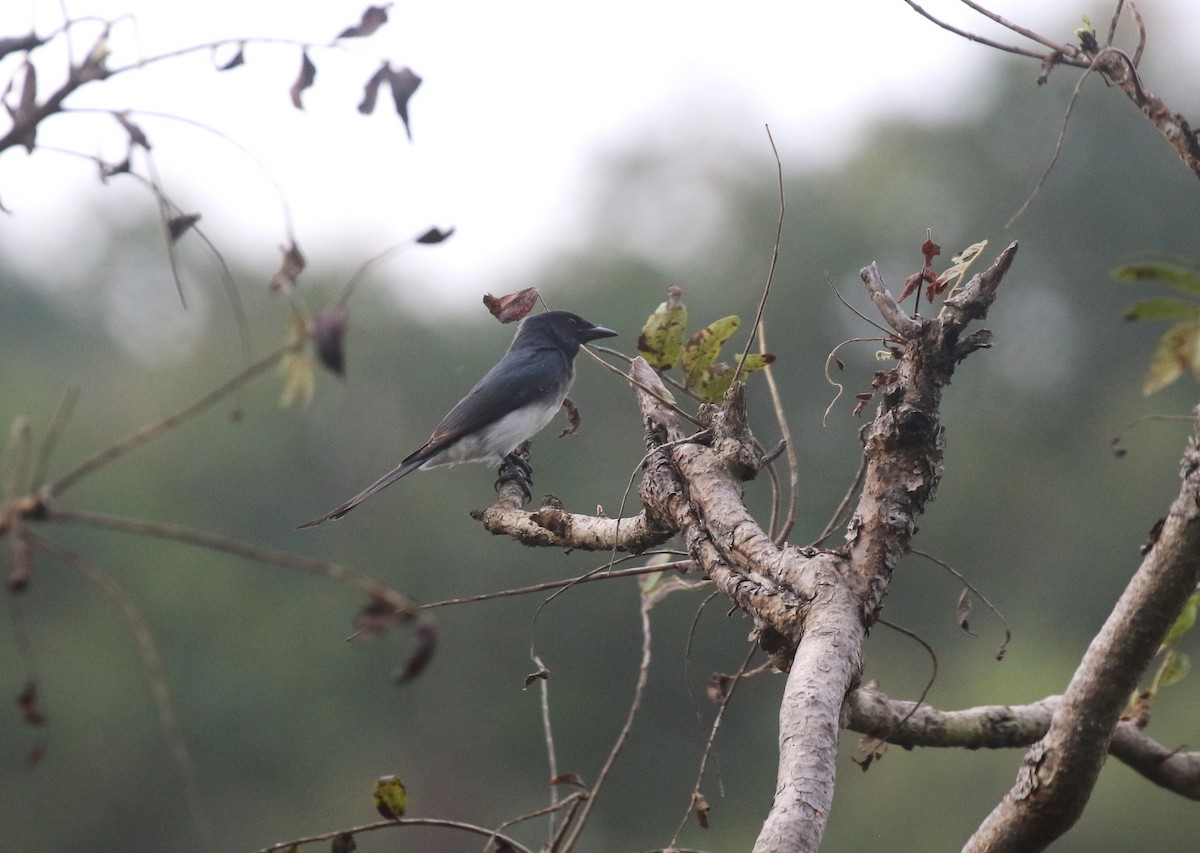 シロハラオウチュウ - ML645039101