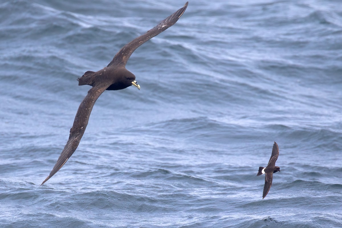 Beyaz Gıdılı Yelkovan - ML645039105